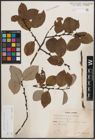 Foto von Salix caprea L.
